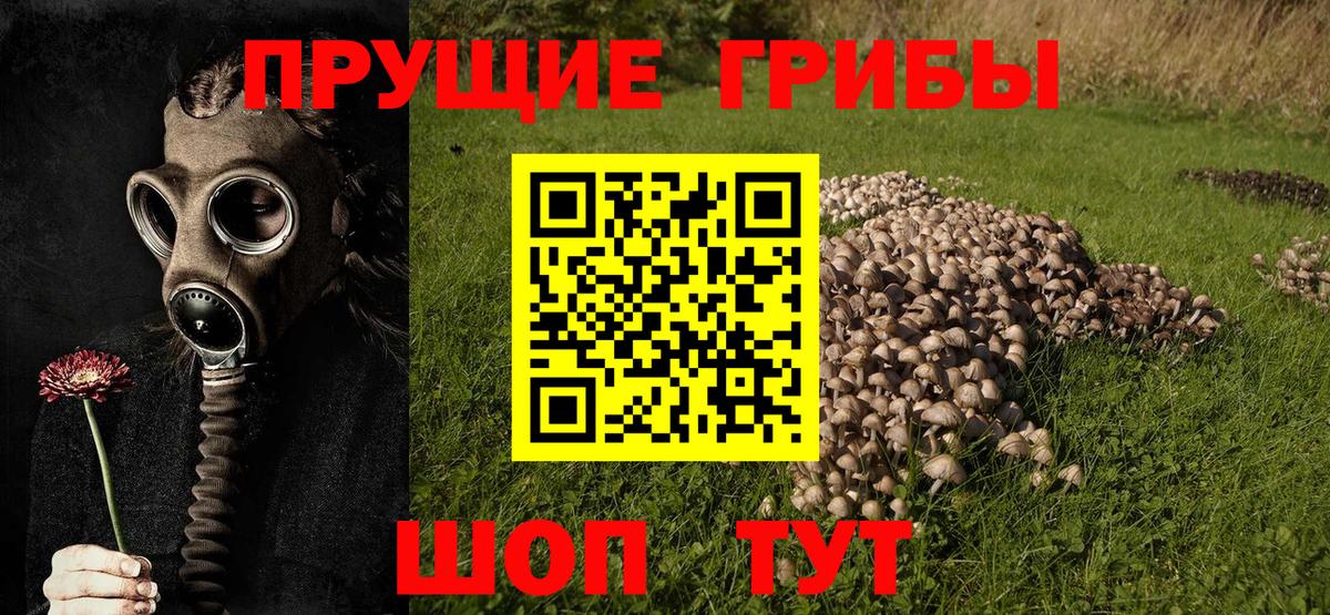 Псилоцибиновые грибы Cubensis Ростов-на-Дону